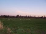 Swans in a field