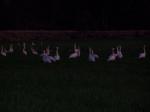 Another shot of the swans in the field