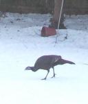 Winter Turkey