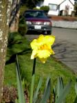 daffodil blooming on my neighborhood jaunt