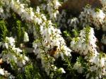 bee in the white heather