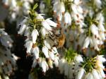 honeybee and white heather blooms