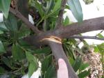 broken branch on laurel shrub