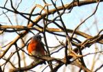 Bluebird enjoying the sunshine