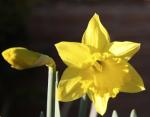 First Daffodil 2010