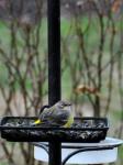 yellow rumped warbler 2/10