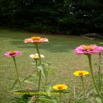 Zinnias in My Butterfly Garden