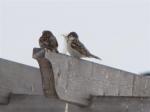 Sparrows nesting already...