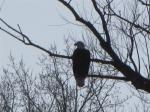 Eagle.....