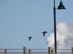 Ducks in flight...
