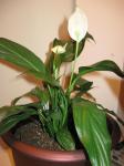 Peace Lily in Bloom