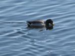 Duck....