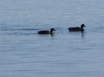 Ducks...