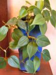 Philodendron scandens (Heart Leaf)