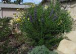 Woolly Blue Curl in foreground.   CA Bush Daisy in background