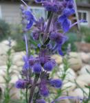 Close up of Wooly Blue Curl/Trichostema lanatum