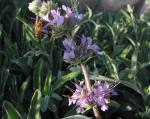 Bees Bliss Sage/Salvia.   Low growing and lovely