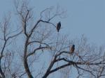 Juvenille eagles...