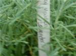 Label on probable rosemary