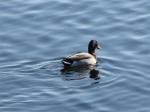 Mallard Duck.....