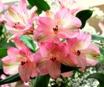 alstroemeria