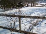 dormant trumpet vine