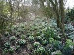 Snowdrop Wood