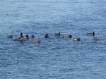 Ducks