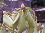 Rhodo leaves and buds