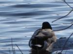 Mallard Duck