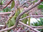 Rhodo leaves and branches