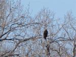 Juvenille eagle