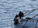 Ducks...