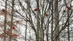 cardinals in the snow