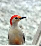 red bellied woodpecker peeking in