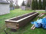 Raspberries now planted in raised garden