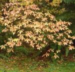 deciduous rhodie in fall colors