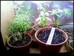 Seedlings 2