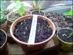 Seedlings 3