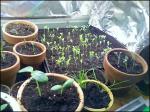 Seedlings 4