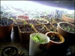Seedlings 5