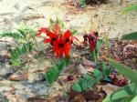 Swainsona formosa (sturt desert pea)