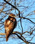 Red-tailed hawk March 2010