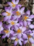 Crocuses