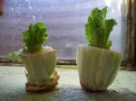 romaine sprouts