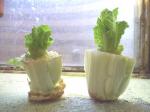 romaine sprouts