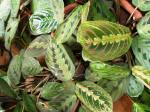 maranta