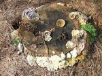 Multi-Fungus Stump1