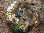 Multi-Fungus Stump2