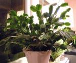 2 Christmas cactus in one pot